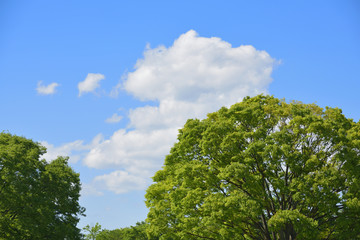 Blue sky and trees