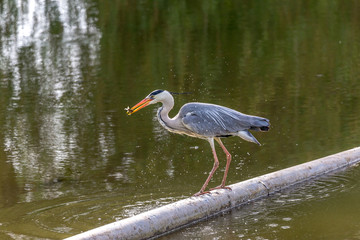 Grey heron caught a fish at the local pond.