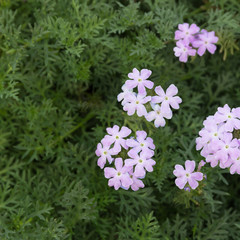 Naklejka premium Fresh purple cosmos flower