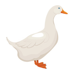 white duck vector illustration isolated on white background