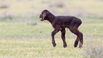 little black sheep in the pasture