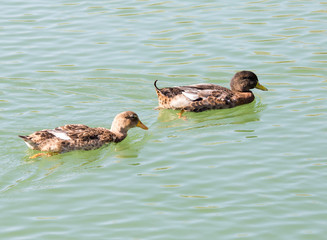 duck on the lake in the nature