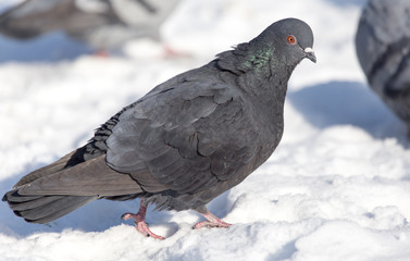 dove in the snow on the nature