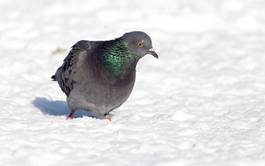 dove in the snow on the nature