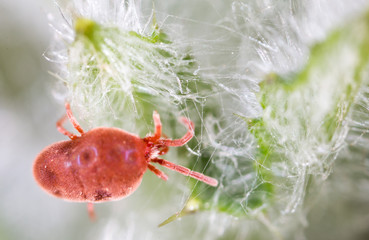 Red tick in nature. macro