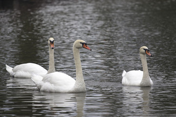 three white swan on dark water