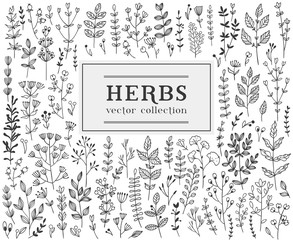 Herbs and twigss set. Vector illustration - obrazy, fototapety, plakaty