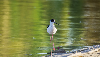 Obraz premium Black-winged Stilt, Common Stilt, or Pied Stilt (Himantopus hima