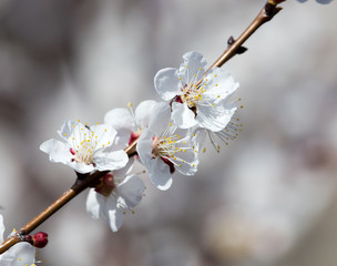 flowers on the tree in nature