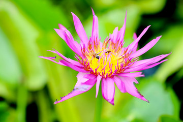 Blossoming lotus