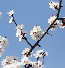 flowers on the tree against the blue sky