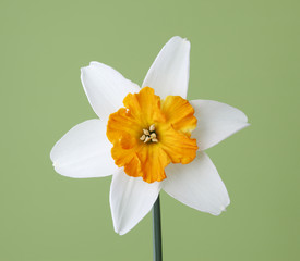 Daffodil on green background