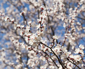 flowers on the tree in nature