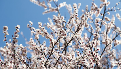 flowers on the tree against the blue sky
