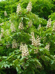 the chestnut bloomed