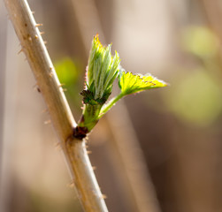 young raspberry leaves in nature