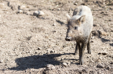 wild boar in the mud in the zoo