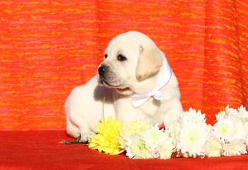 a yellow happy labrador puppy on red with flowers