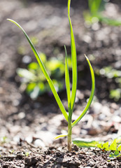 green garlic in the garden