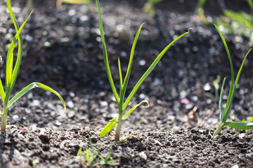 green garlic in the garden