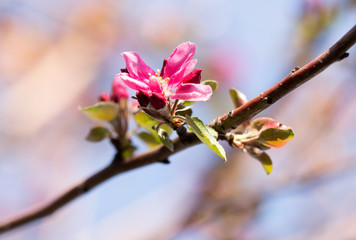 flowers on the tree in nature...