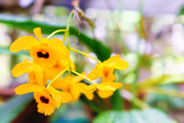Orchid at the Soroa Orchid Botanical Garden in Cuba