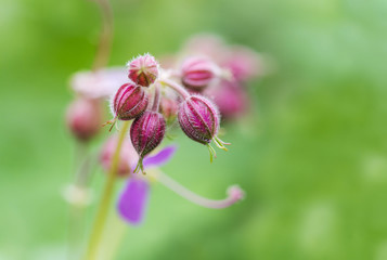 Macro view of a wild flower husk