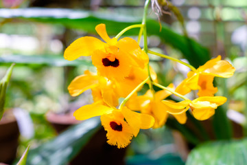 Orchid at the Soroa Orchid Botanical Garden in Cuba