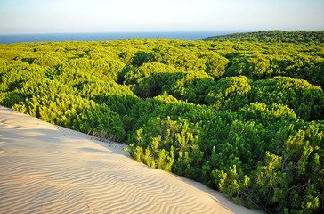 Dunes and pine forests in the Doñana National Park with the Atlantic Ocean in the background,...