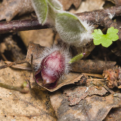 Flower asarum europaeum, wild ginger or hazelwort, macro in the spring forest, selective focus, shallow DOF