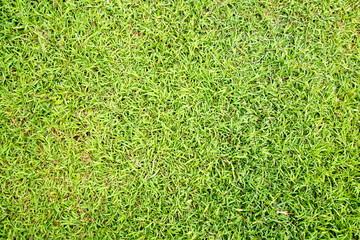 Fototapeta premium grass