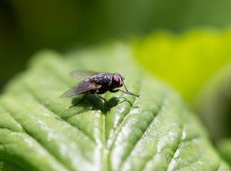 fly in nature. macro