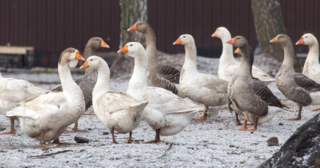 geese in the winter nature
