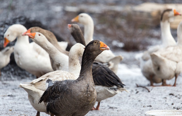 geese in the winter nature