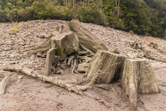 Old Native Tree Stumps
