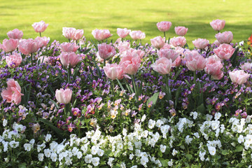 Obraz premium Pink tulips on the flowerbed among pansies