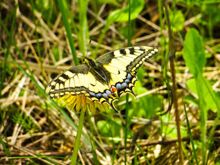 Swallowtail (Papilio machaon) on a yellow dandelion