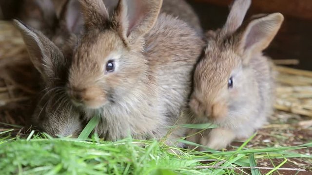 Bunnies in hutch eating fresh grass