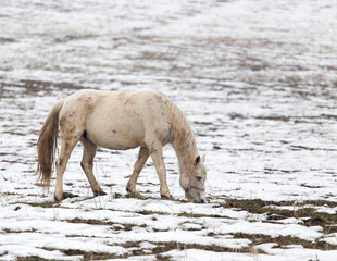 a horse in a pasture in winter