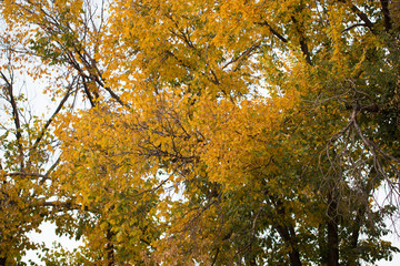 the leaves on the tree in nature in autumn