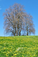 Fototapeta na wymiar Frühlingswiese mit kahler Baumgruppe