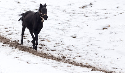 horse on nature in winter