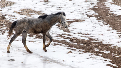 horse on nature in winter