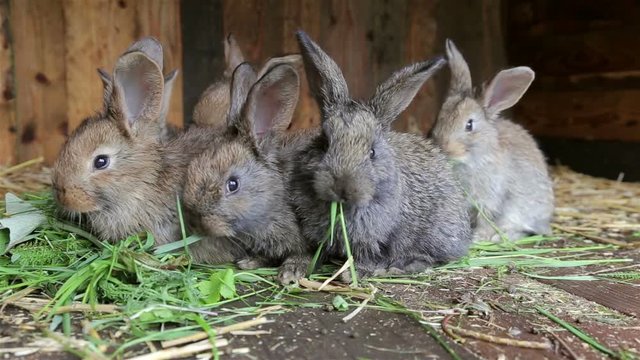 Rabbits sitting in cage and eating fresh grass