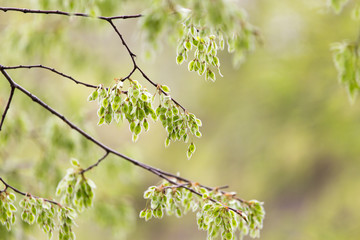 small leaves on a tree in spring