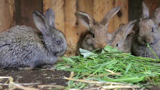 Young rabbits eating grass in of a hutch