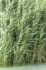 green reeds in nature