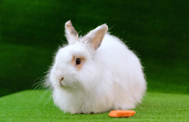 Decorative white angora rabbit closeup. On lawn with a carrot.