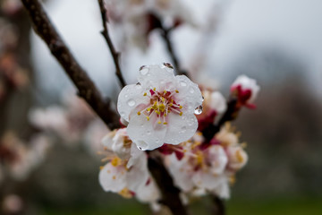 Wet Flowers