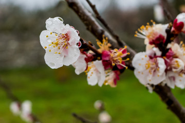 Wet Flowers